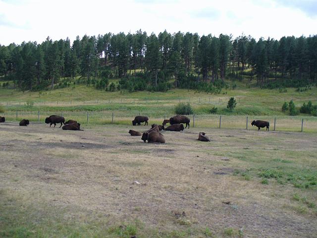 Black Hills017.jpg